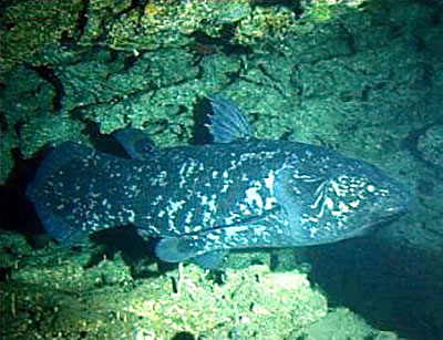 Coelacanth, Latimeria chalumnae, Jesser Canyon, Sodwana Bay, South Africa. Image courtesy ACEP/JAGO-Team